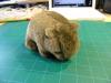 beforeWombat: "Crikey!" the Wombat, taking one last sensor-free walk on the cutting mat before the operation.
